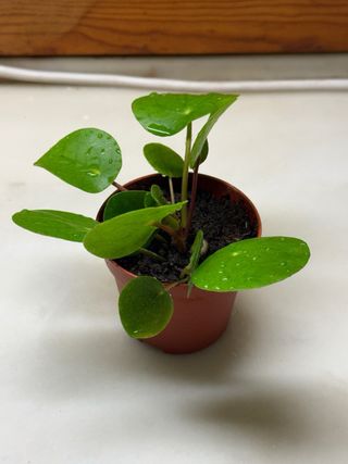 Pilea Peperomioides