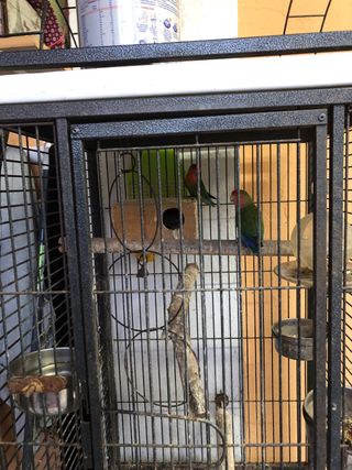 Jaula para pájaros negra y multicolor. Precio 60€