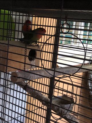 Jaula para pájaros negra y multicolor. Precio 60€