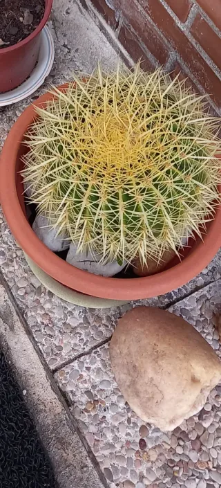Cactus Esférico Grande