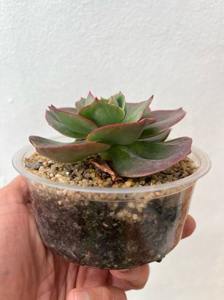 Planta suculenta Echeveria mandala