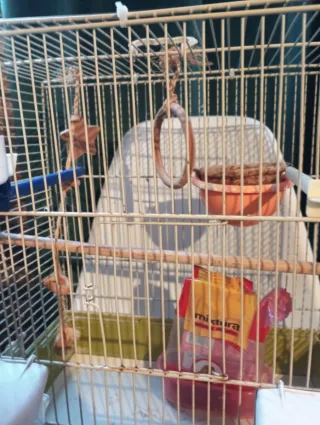 Jaula para pájaros beige y blanca