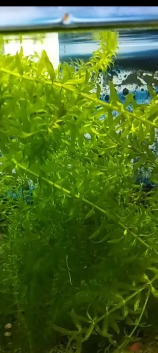 Lote 20 plantas Alódea