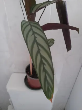 Calathea Sestoss Planta