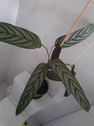Calathea Sestoss Planta