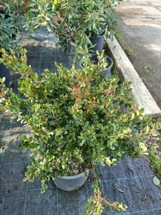 Pianta di Buxus in vaso 24