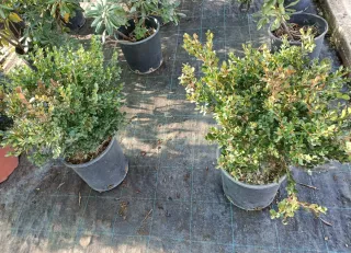 Pianta di Buxus in vaso 24