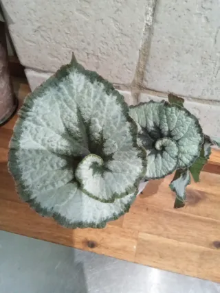 Begonia Rex
