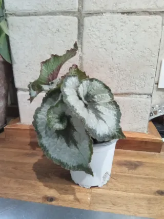Begonia Rex