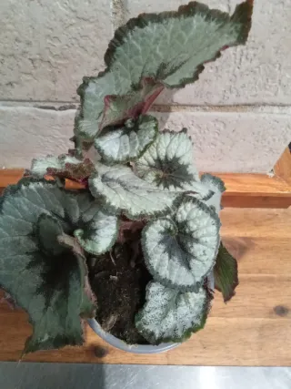 Begonia Rex