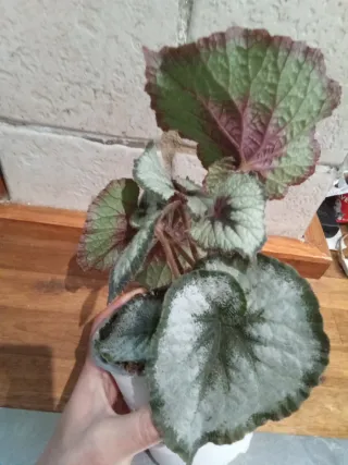 Begonia Rex