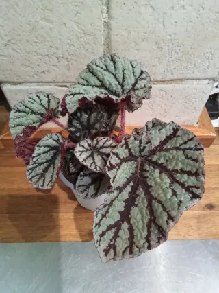 Begonia Rex Rosa
