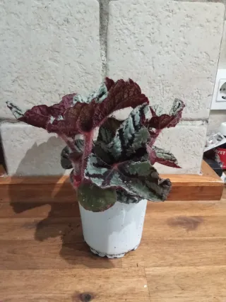 Begonia Rex Rosa