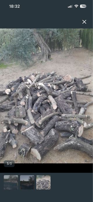 Leña fresca para almacenar