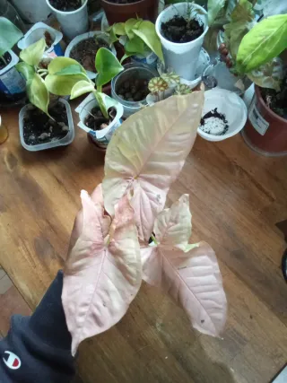 Singonio Pink Macetitas