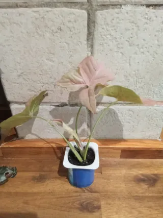 Singonio Pink Macetitas