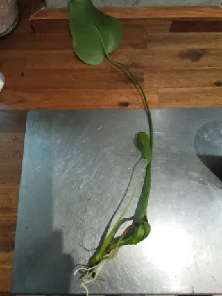 Costilla de Adán esqueje con raíces