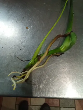 Costilla de Adán esqueje con raíces