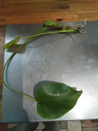 Costilla de Adán esqueje con raíces