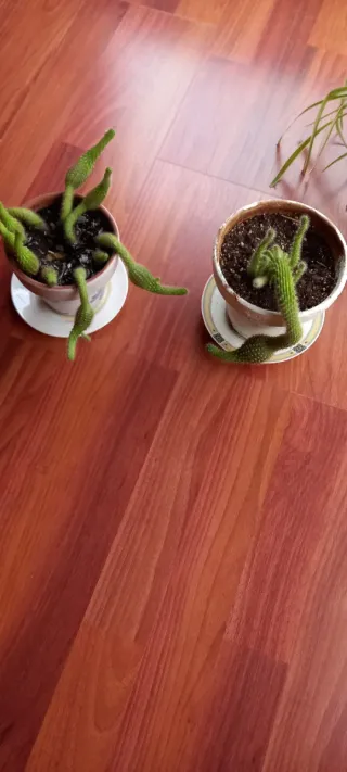 Conjunto de 6 plantas