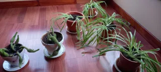 Conjunto de 6 plantas