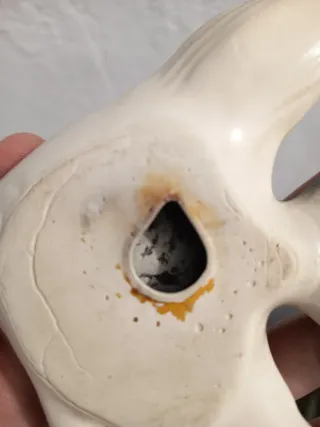 Pez decorativo japonés