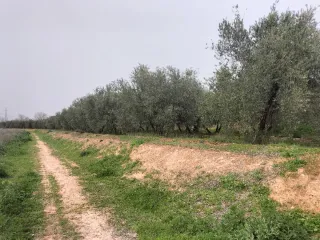 Parcela de regadío con olivar y parte urbanizable