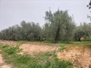 Parcela de regadío con olivar y parte urbanizable