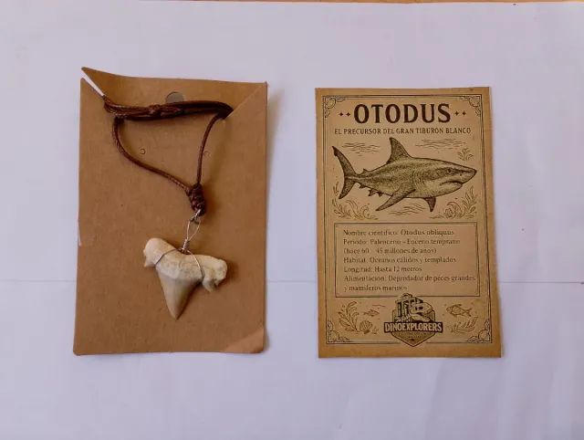 Colgante Diente Fósil Tiburón Otodus