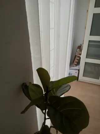 Cortinas visillo tela blanca