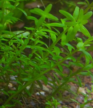 Plantas de acuario verdes y rosas