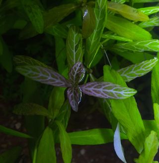 Plantas de acuario verdes y rosas