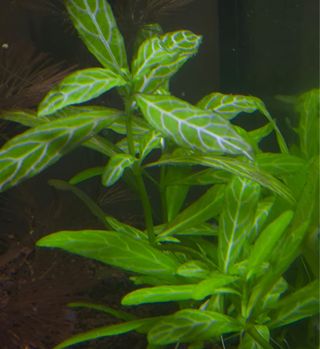 Plantas de acuario verdes y rosas