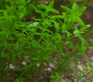 Plantas de acuario verdes y rosas