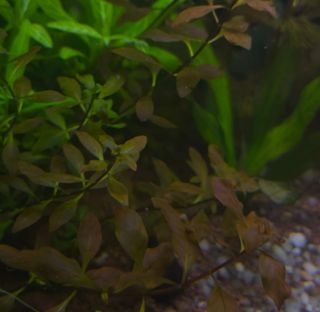 Plantas de acuario verdes y rosas