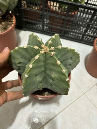 Lotto 4 cactus Astrophytum