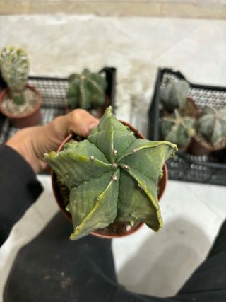 Lotto 4 cactus Astrophytum
