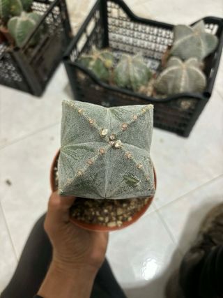 Lotto 4 cactus Astrophytum