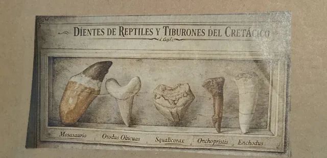 Caja Regalo Fósiles Reptiles Marinos y Tiburones