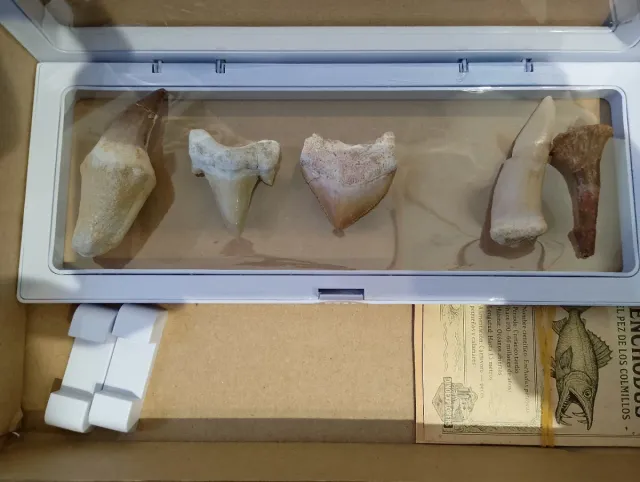 Caja Regalo Fósiles Reptiles Marinos y Tiburones