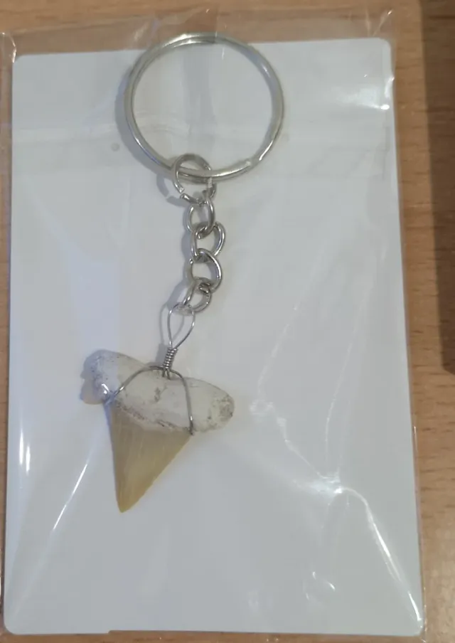 Caja Regalo Fósiles Reptiles Marinos y Tiburones