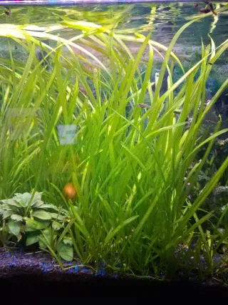 Lote Plantas Vallisneria Acuario