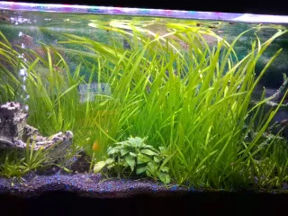 Lote Plantas Vallisneria Acuario