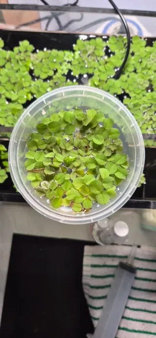 Salvinia flotante acuario