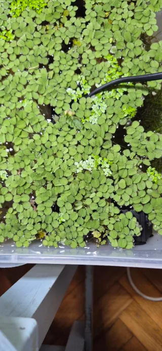 Salvinia flotante acuario