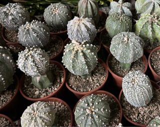 Lotto 8 Cactus Astrophytum mix asteria