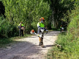 Limpieza - Poda - Terreno - Tala