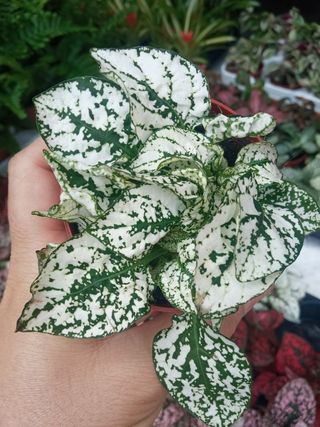 Hypoestes VERDE BLANCA planta interior terrario
