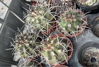 cactus Copiapoa echinoides