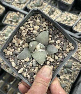 Casuale Cactus Ariocarpus semina Royal